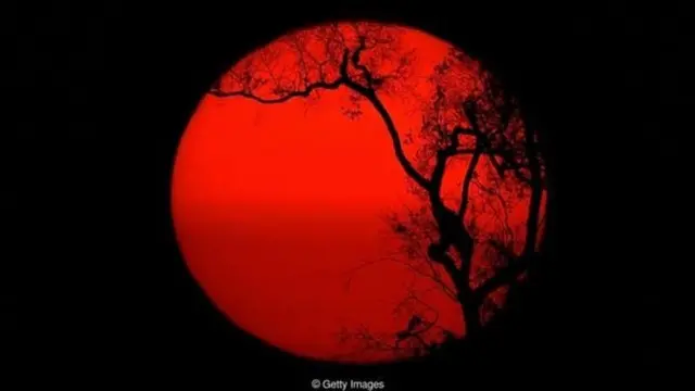 दुनिया के सारे पेड़ ख़त्म हो जाएंगे तो क्या होगा?