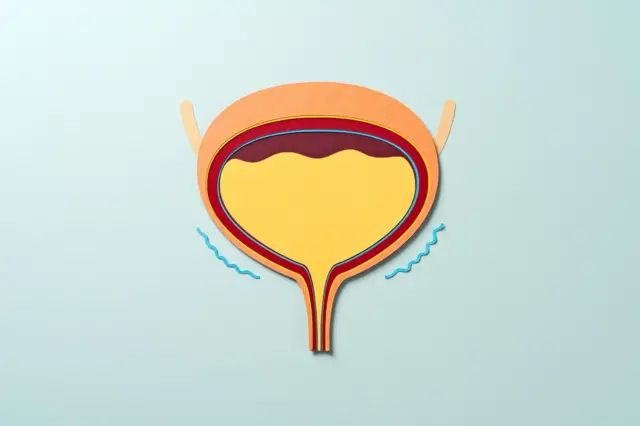 मूत्राशय (ब्लॅडर)