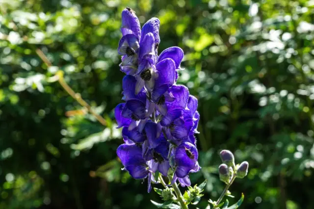 Flores son grandes y atractivas de la planta, de color azul o violeta.