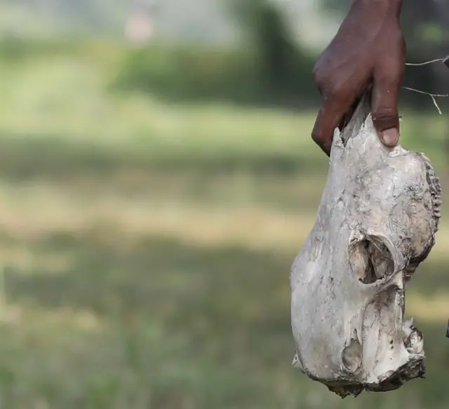 ఎముకల్ని సేకరించే వ్యక్తి