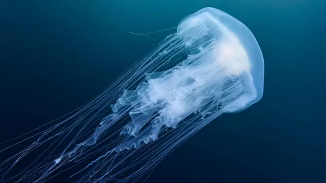 Pada tahapan reproduksi, medusozoan menjelma menjadi makhluk mengapung.