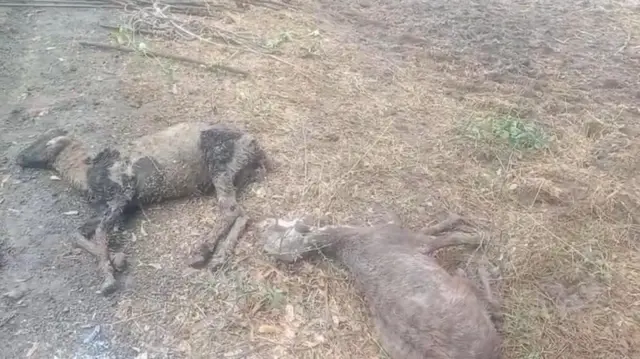 पावसामुळे मेढ्यांचा मृत्यू