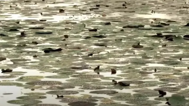 مکھانہ کی کاشت