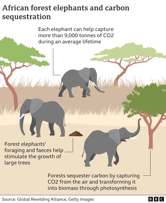 Graph showing the role played by African forest elephants in the carbon cycle