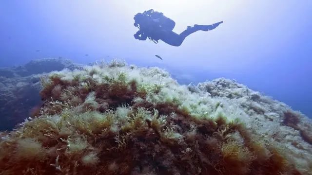 Un buzo explorando el fondo del mar
