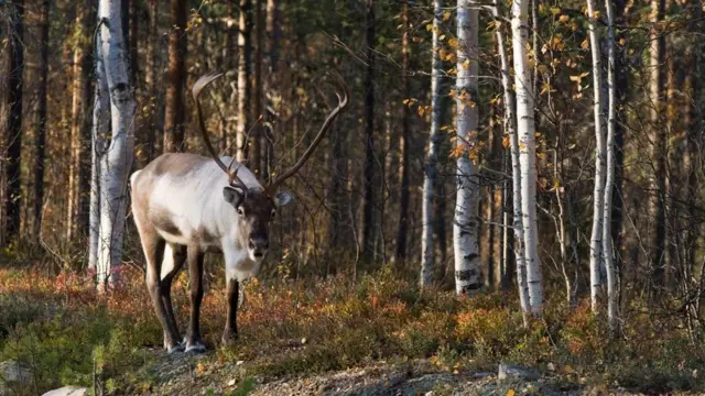 El reno salvaje de bosque ha encontrado un santuario en la parte del cinturón verde ubicada hacia el norte de Europa.