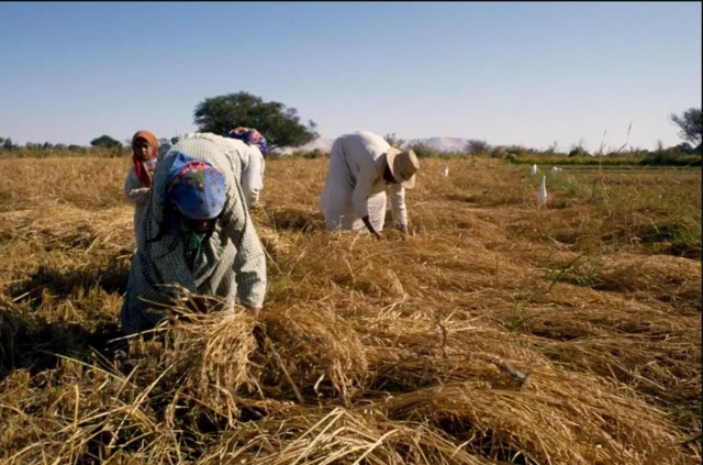 Masar waxay meelaha qaar ka mamnuucday beeridda bariiska