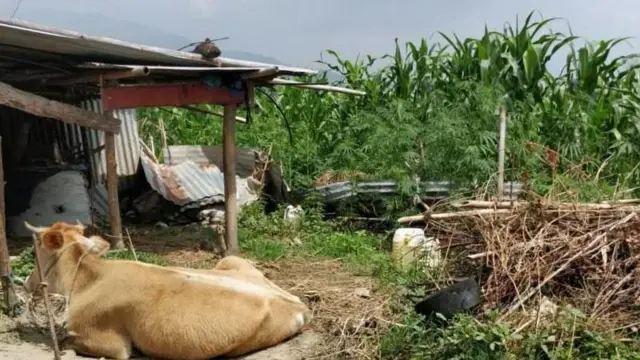 काभ्रेको मण्डनदेवपुरमा एउटा गोठनजिकै मकैबारीको डिलमा उम्रिएका गाँजाका बोट