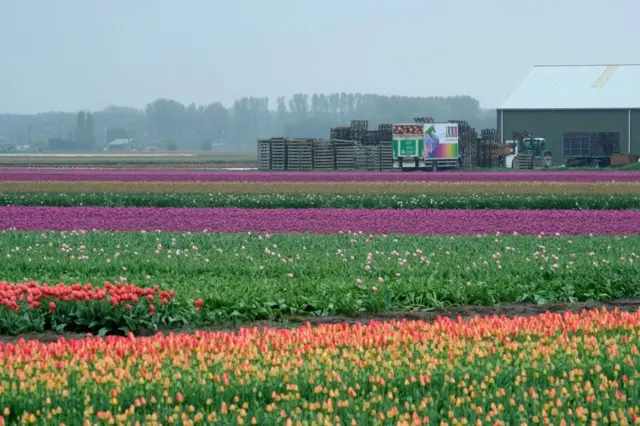 bunga tulip, Bollenstreek