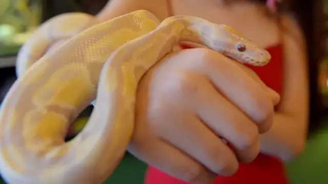 டிடிஎஃப் வாசன், Ball Python, மலைப்பாம்பு