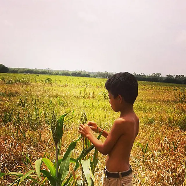Un niño observa y toca trigo en un campo en Nicaragua