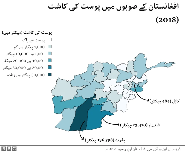 افغانستان میں پوست کی کاشت کا نقشہ