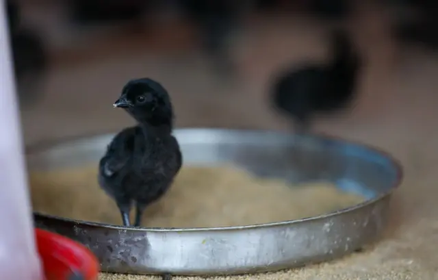 கடக்நாத் கோழி vs நாட்டுக் கோழி