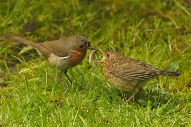 ‘ኣቦ ዝሓዞ፡ ውላድ ይወርሶ፡ ኣደ ዝሓዘቶ ኣፍ ይቅምሶ’ - ሮቢን ቀይሕን ቡናውን ዝሕብራ ንእሽቶ ዑፍ እያ። ሓዳስ ዝነቑሐ ሮቢን፡ ክንዲ ኣዲኣ ንኽትኣክል ክልተ ሰሙን ጥራይ ይኣኽላ።