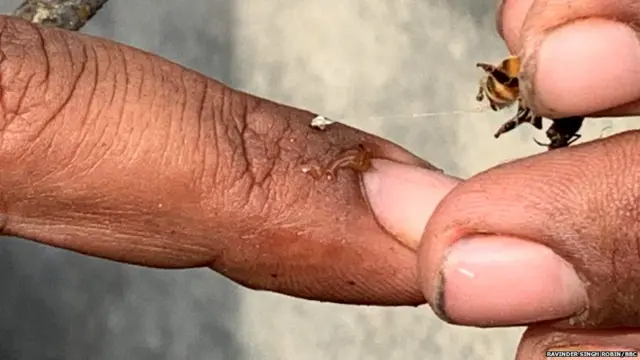 ਪਵਨਦੀਪ ਸਿੰਘ, ਮਧੂ ਮੱਖੀ ਪਾਲਕ