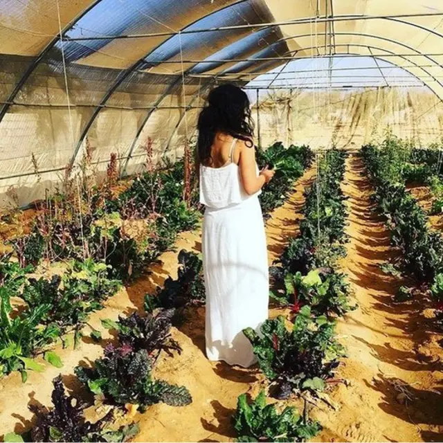 Les légumes récoltés servent en partie à alimenter les restaurants et camps touristiques.