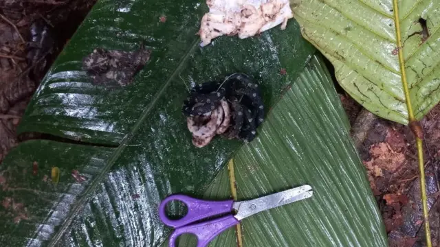 Tijeras sobre unas hojas