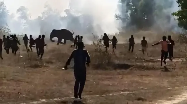 બીબીસી ગુજરાતી, ગુજરાત, બીબીસી, અમદાવાદ, ઝારખંડ, પ્રાણી, હાથી