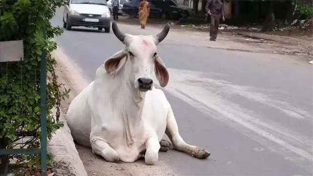 ગુજરાતમાં લમ્પી સ્કીન ડિસીઝ