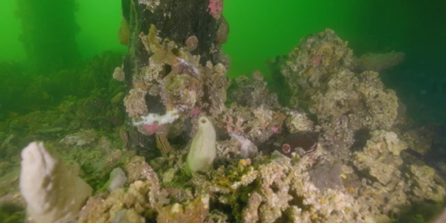 ఆల్గల్ బ్లూమ్