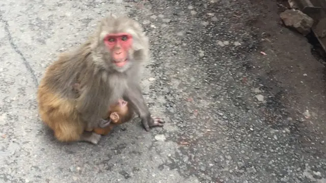 વાંદરાની તસવીર