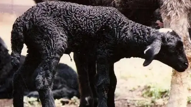 قرہ قل بھیڑ