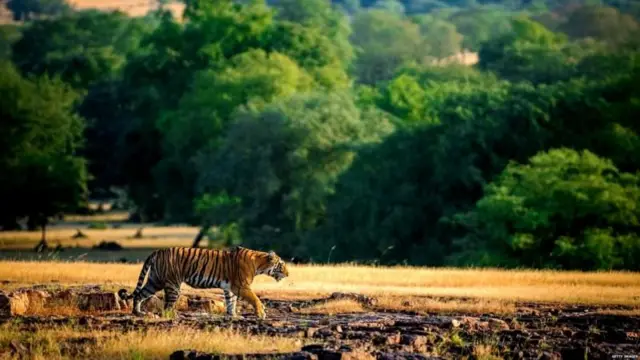 प्रातिनिधीक छायाचित्र
