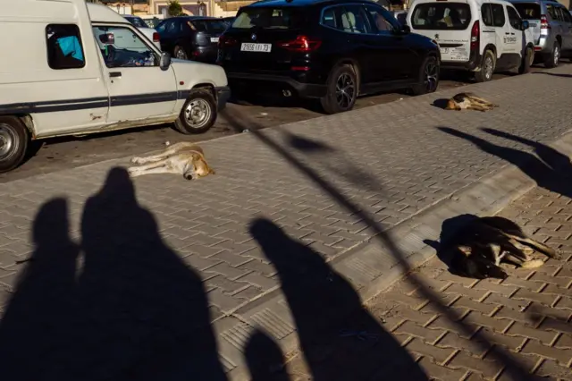 Des chiens errants de la ville de Fès, Maroc