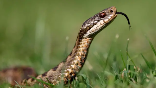 સાપ, ગુજરાત