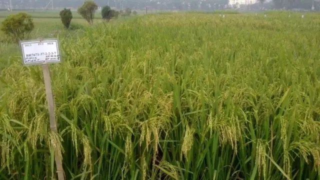 Kievda 100 UAH uchun jinsiy aloqa Juda chiroyli porno