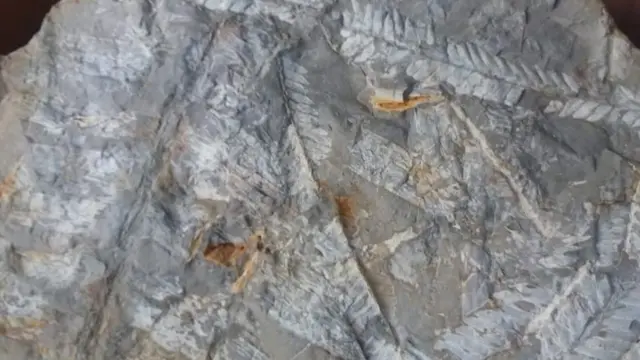 लीफ़ इंप्रेशन