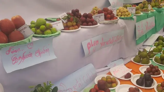 பழங்களால் ஆன ராட்சத கழுகு, பாண்டா கரடி, தாஜ்மகால்