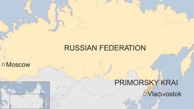 கேமராவில் பதிவான புலிக்குட்டிகளின் செல்ஃபீகள்