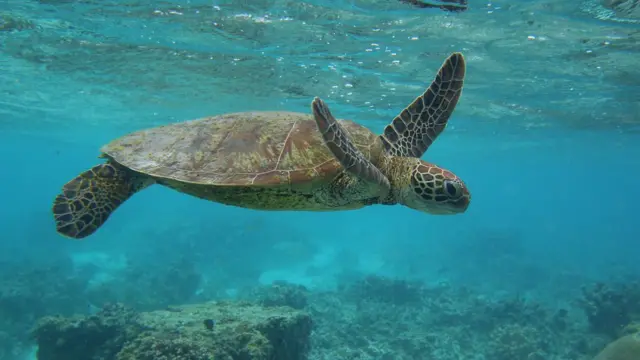 سلحفاة بحرية