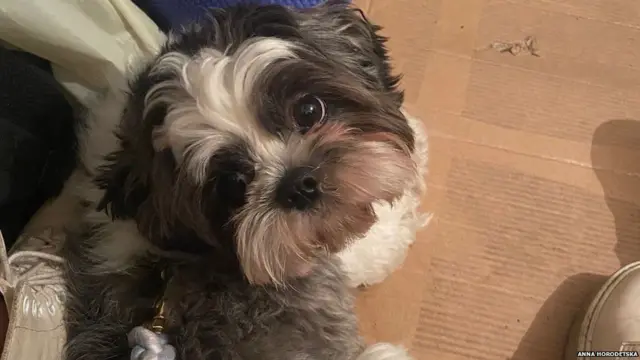 ਐਨਾ ਦਾ ਕੁੱਤਾ