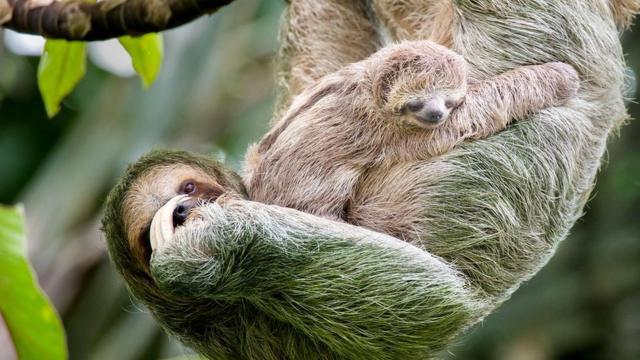 Детеныши ленивцев могут не отрываясь сосать материнское молоко, потому что мать производит его в очень малых количествах