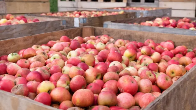 Урожай яблок в деревянных ящиках.
