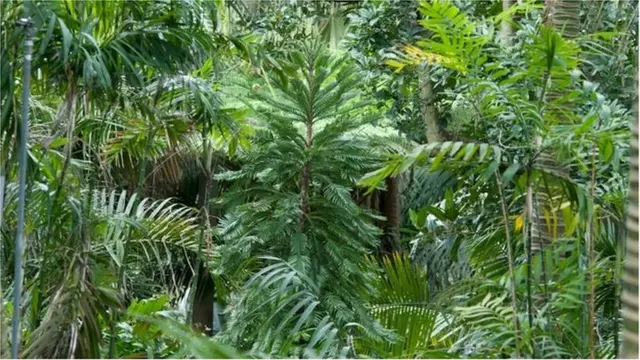 وولمی صنوبر