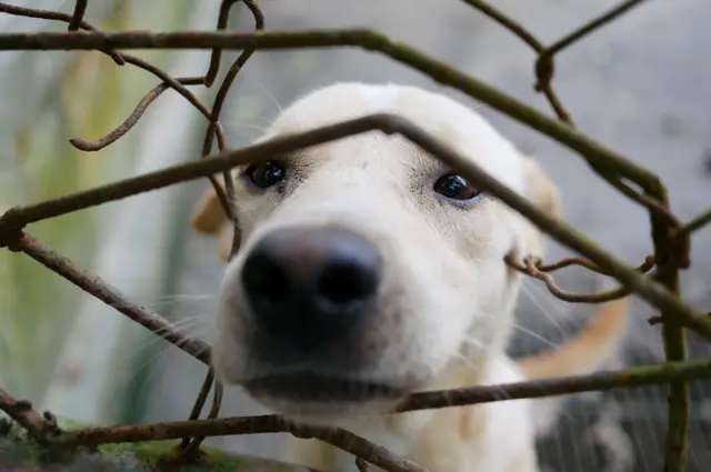 Un perro con su hocico en un alambrado