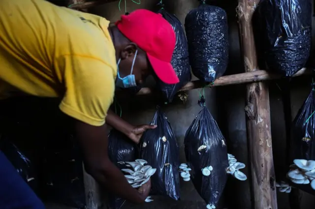 A man tends to mushrooms that are growing from plastic bags hung in rows.