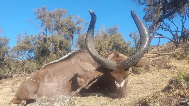 Bineensa adamoon ajjeefame