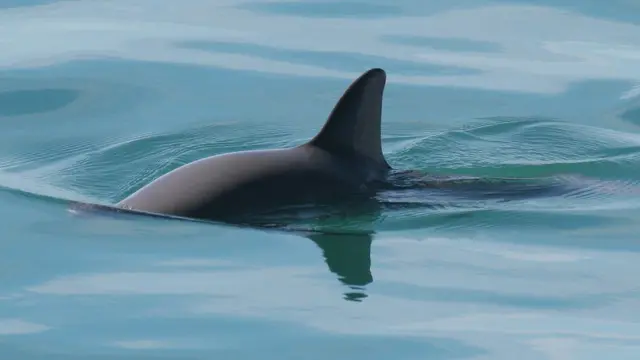 Vaquita en el mar (Foto: NOAA)