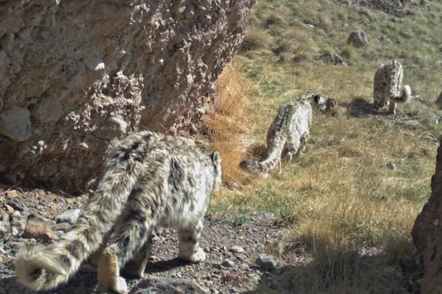 Кыргызстанда фотокапканга түшкөн илбирстер
