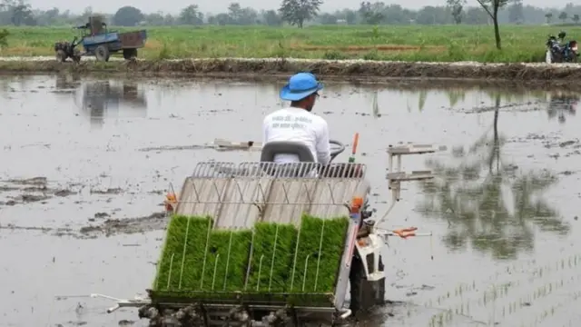मेसिनमा प्रयोगले धान रोपिँदै