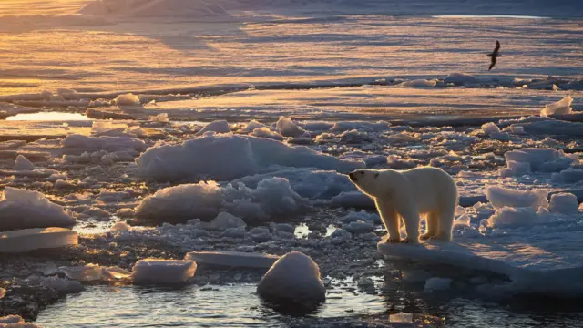 The image shows a polar bear standing on the edge of an ice floe. It is gazing into the distance and the ice is broken and melting around the animal . The light from the sun, illuminating the bear, is golden.