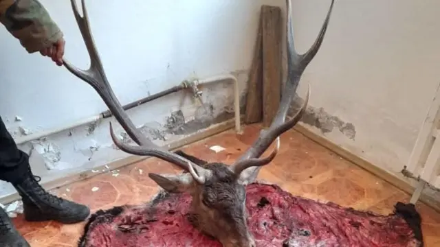 Корукчулар кармагандан кийин далил катары алынган баш жана тери