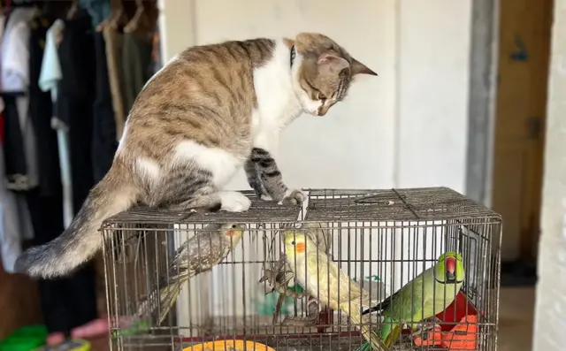 Miss yalangoch tanlovi