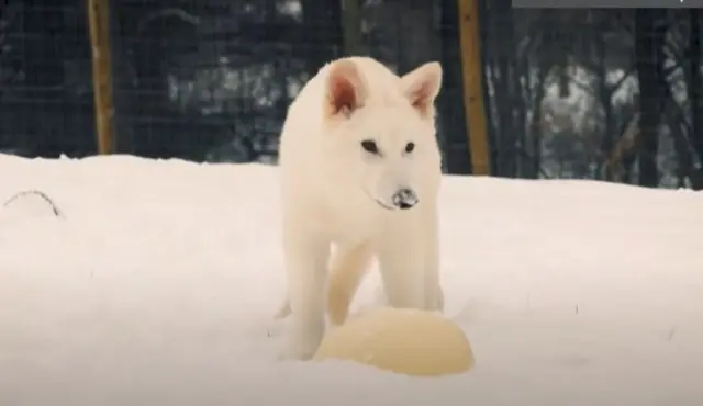 डायर वूल्फ