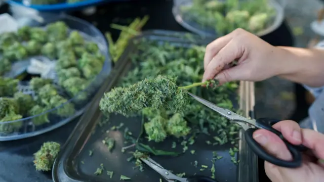 Floresmaquina de caca níqueismaconha sendo cortadfas 