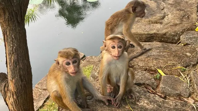 පෙත්සම්කරුවන් අවධාරණය කළේ රිලව් ලක්ෂයක් චීනයට යැවීමට ගෙන ඇති තීරණය නීතියට පටහැනි බවයි.